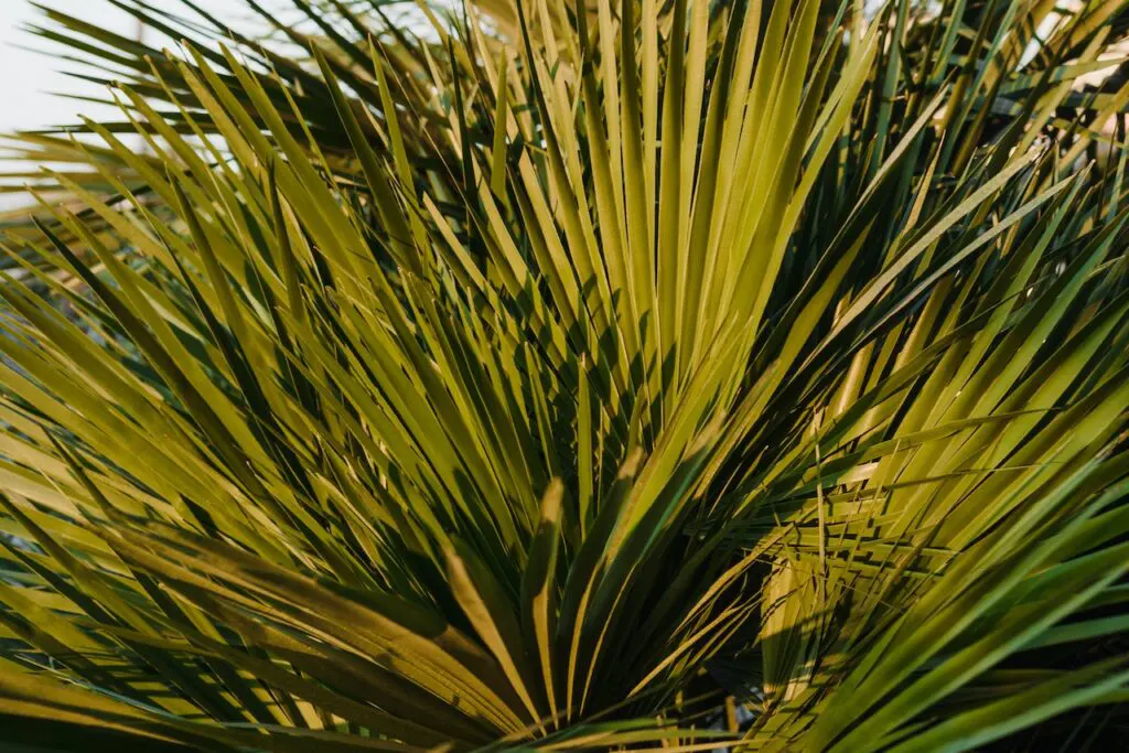 Best Saw Palmetto Extract Supplements in Pakistan