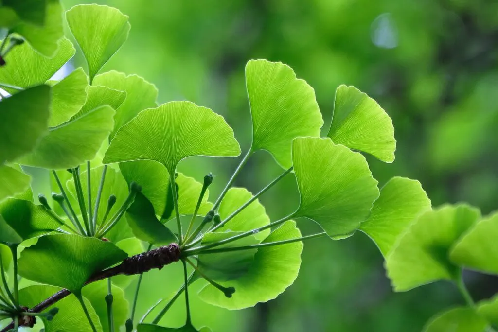 Ginkgo Biloba Ginkgo Biloba Tablet in Pakistan