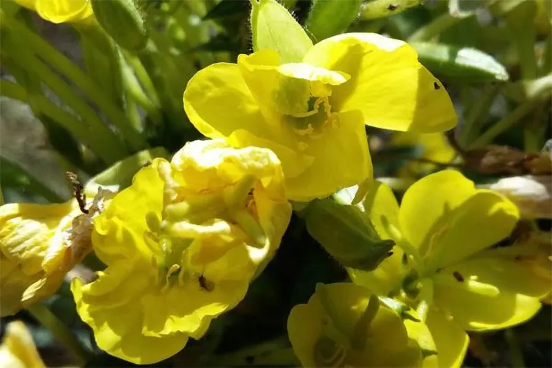 Evening Primrose Oil