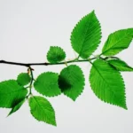 Slippery Elm