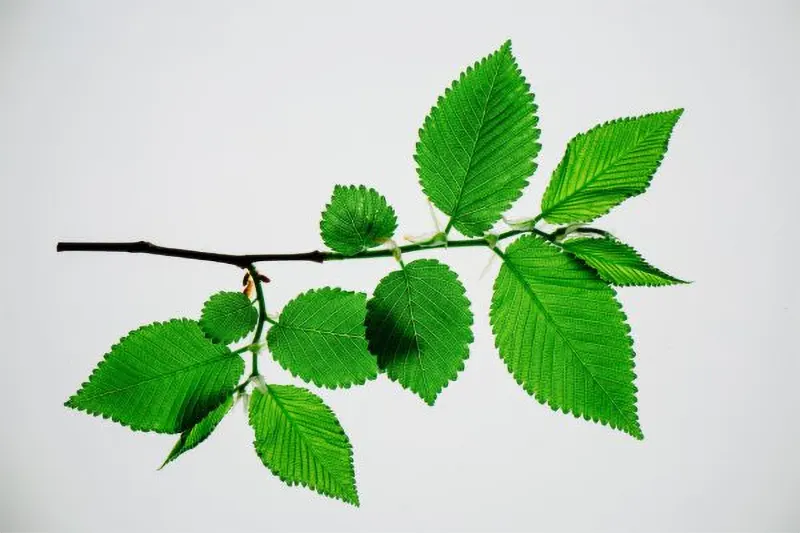 Slippery Elm